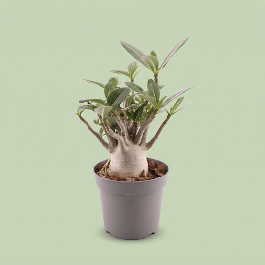 Adenium Obesum