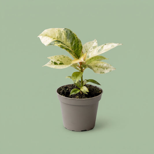 Ficus Elastica Shiveriana