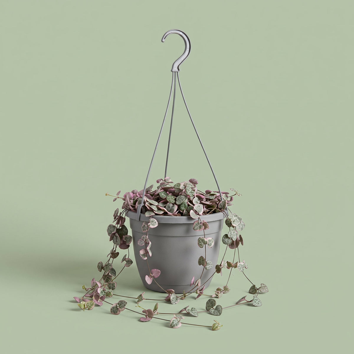 Ceropegia Woodii Variegata