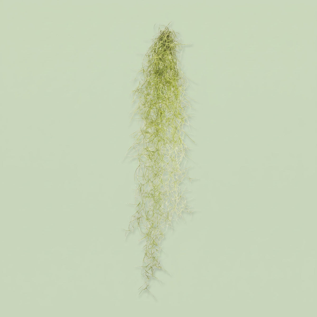 Tillandsia Usneoidus