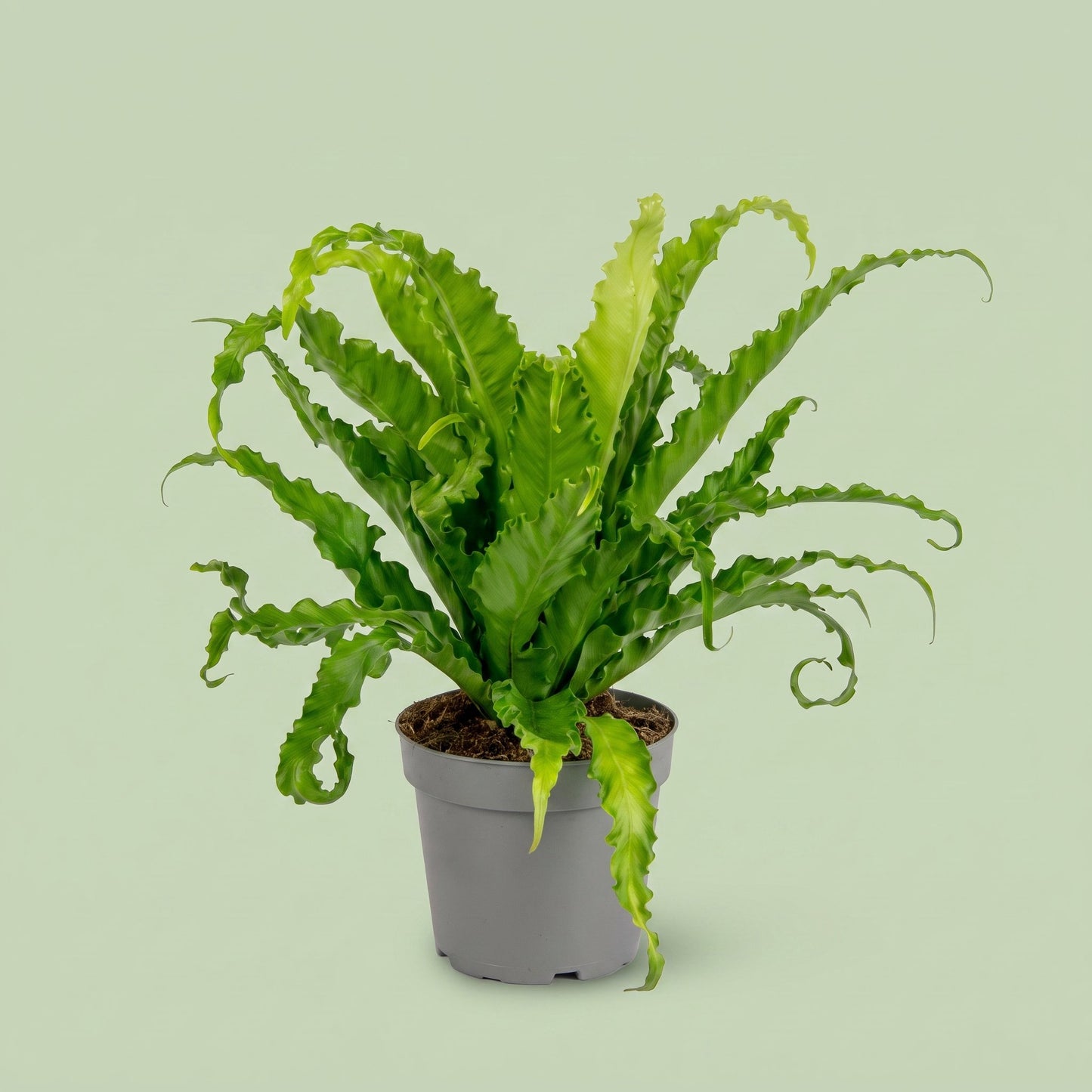 Asplenium antiquum Osaka