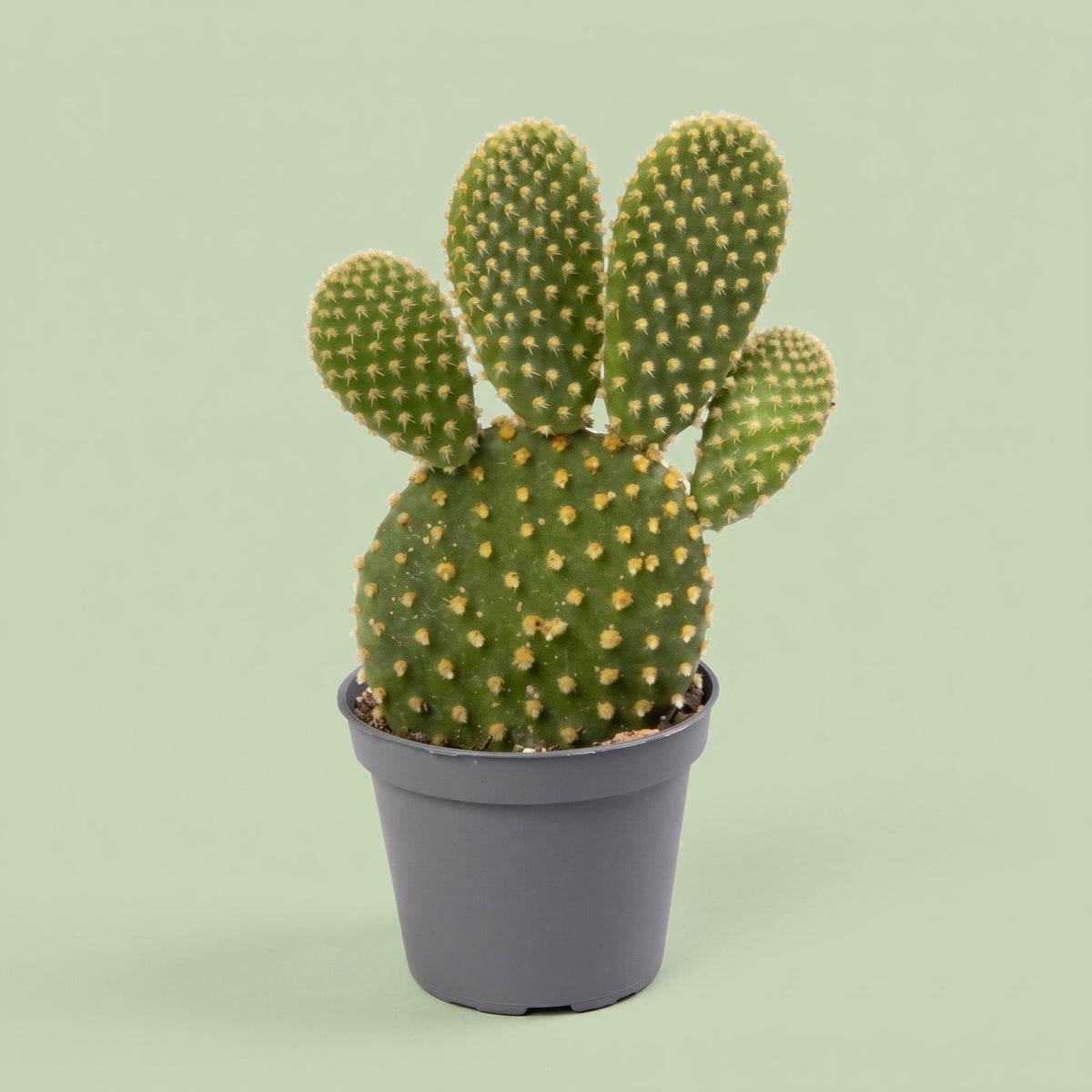 Opuntia Microdasys