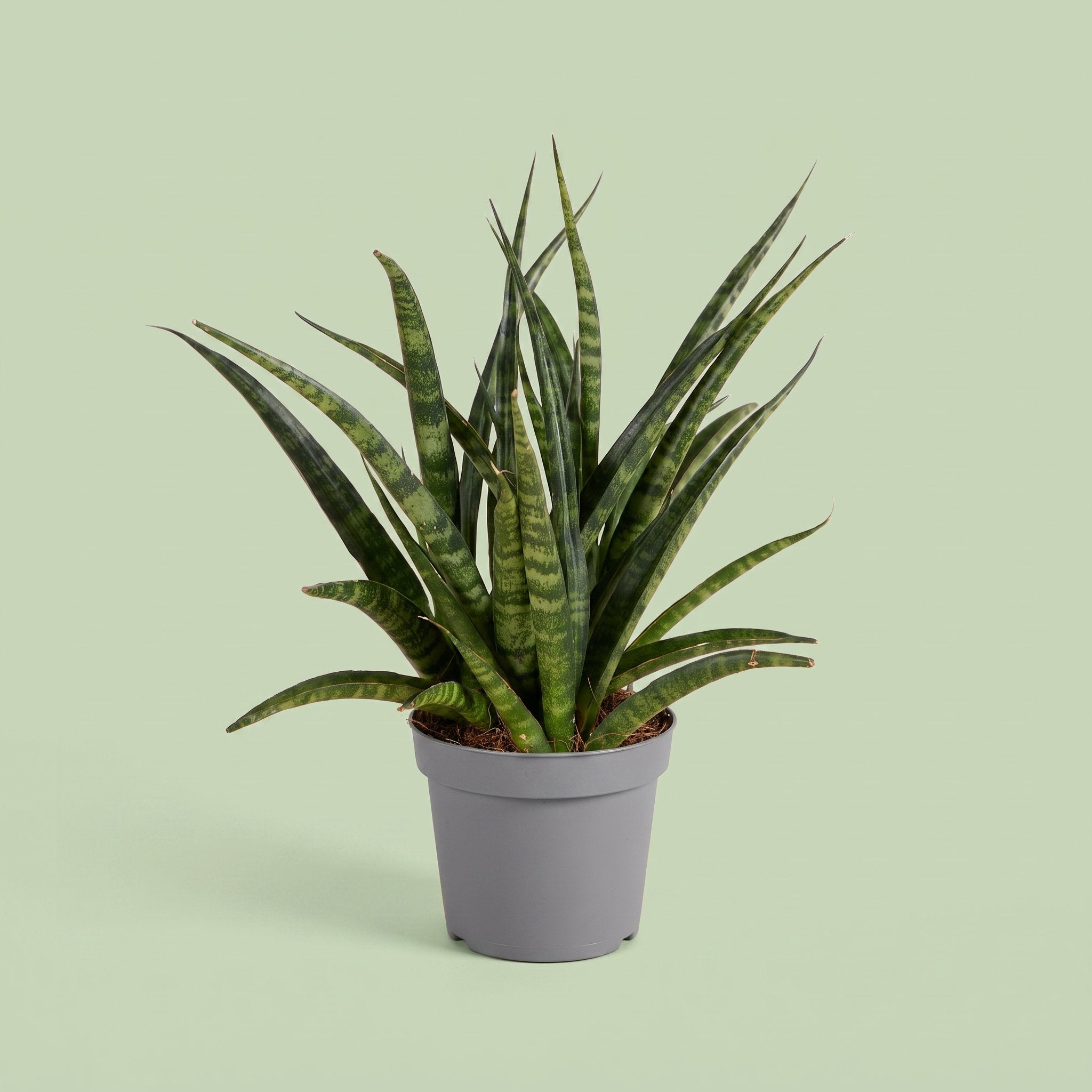 Sansevieria Fernwood Punk