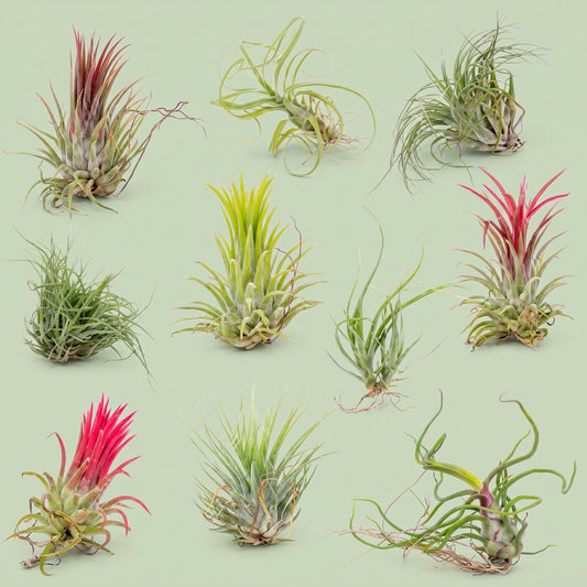 No Water? No Problem - Tillandsias pack