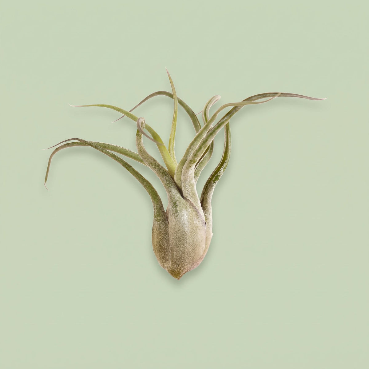 Tillandsia Caput Medusa
