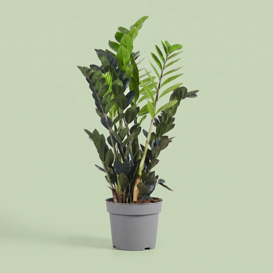 Zamioculcas Raven