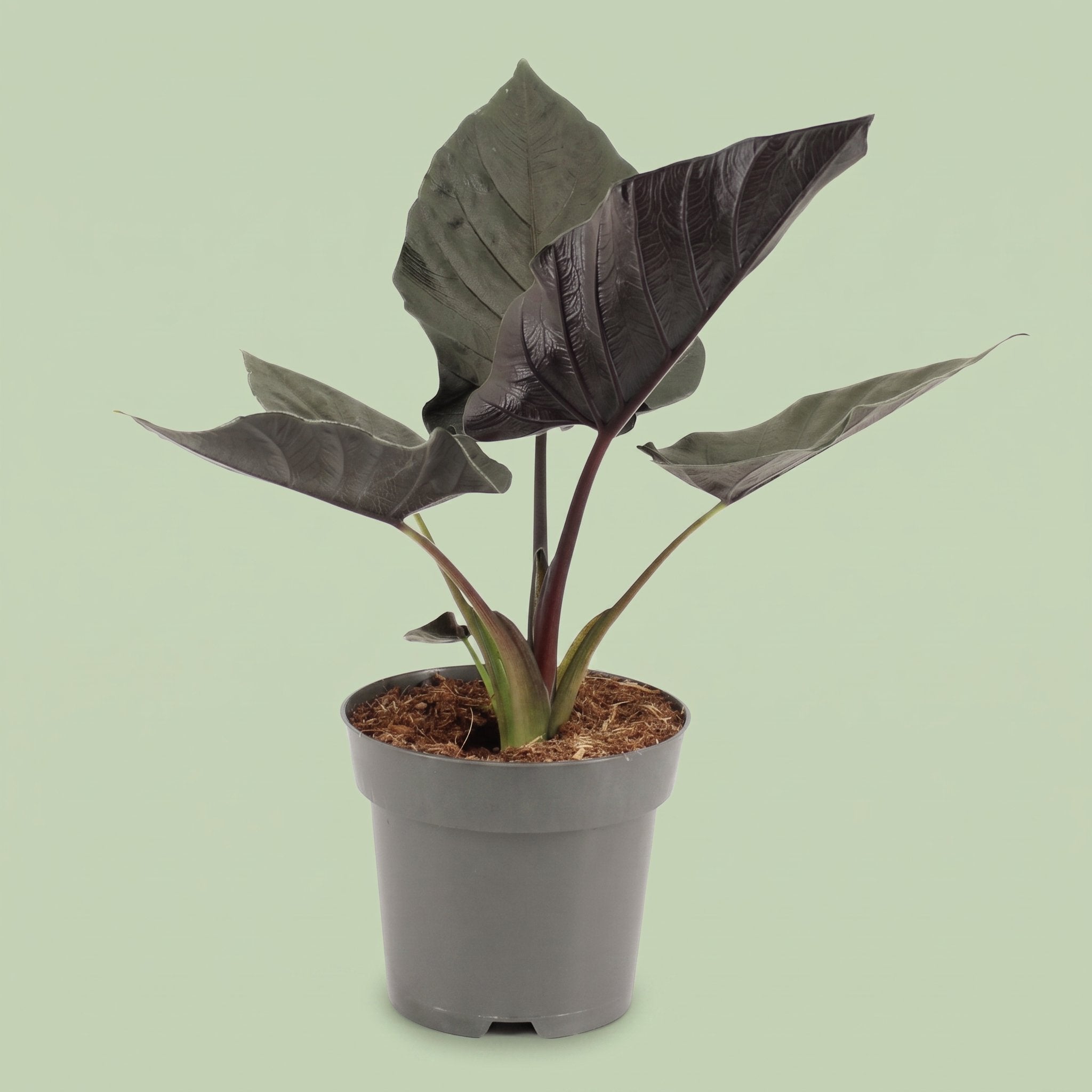 Alocasia Antoro Velvet
