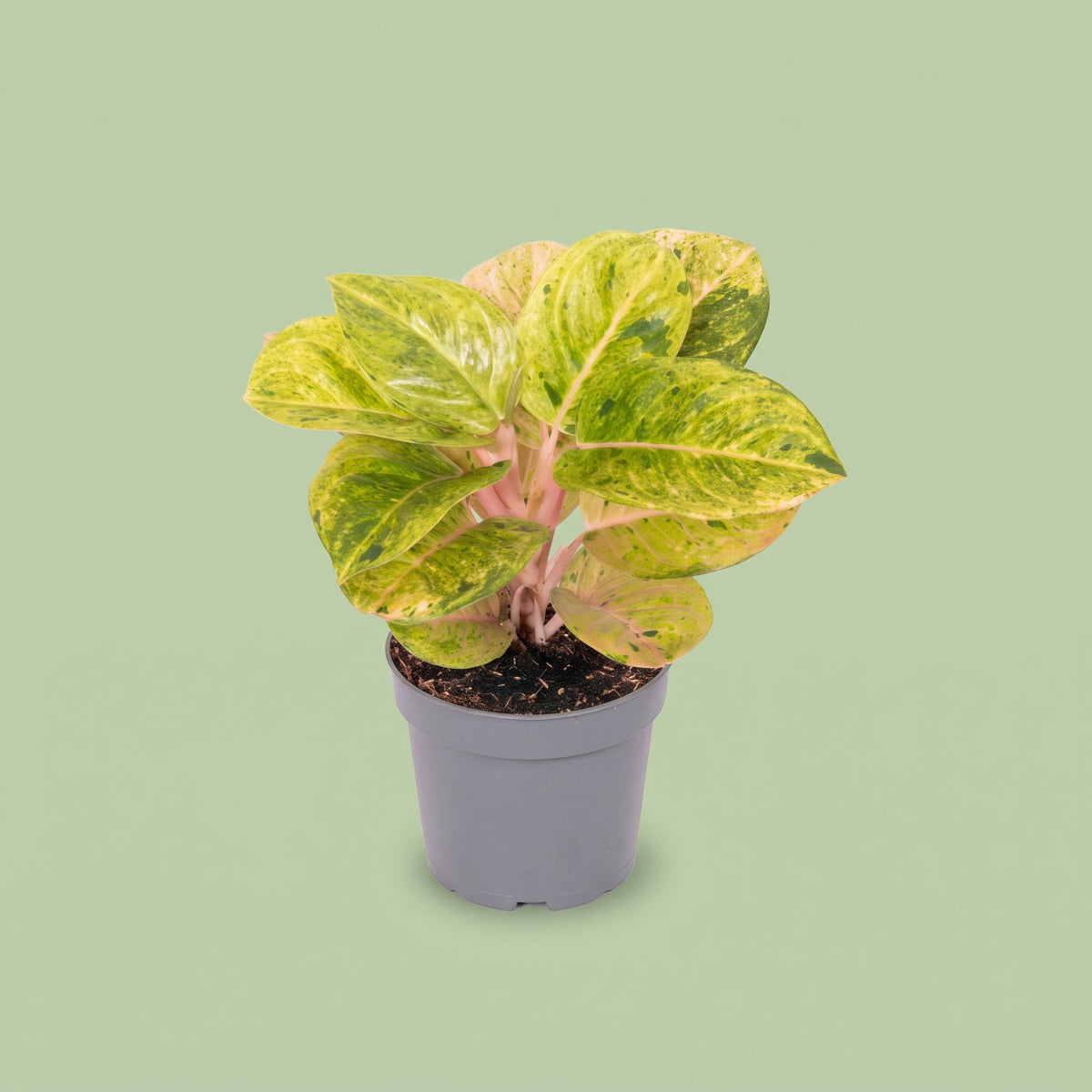 Aglaonema Apple Fantasy
