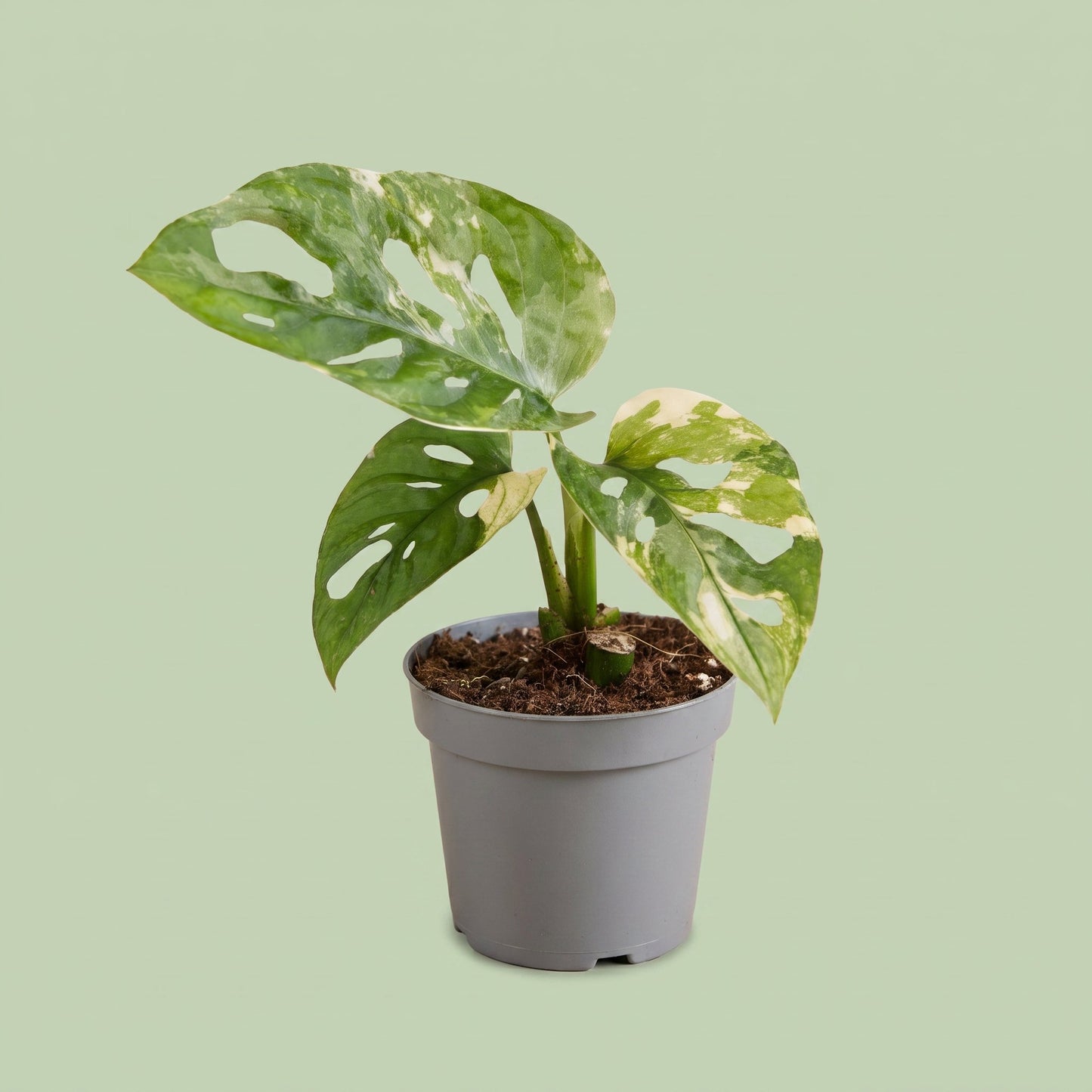 Monstera Adansonii Variegated