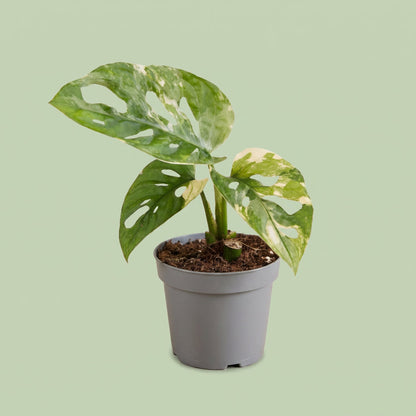 Monstera Adansonii Variegated