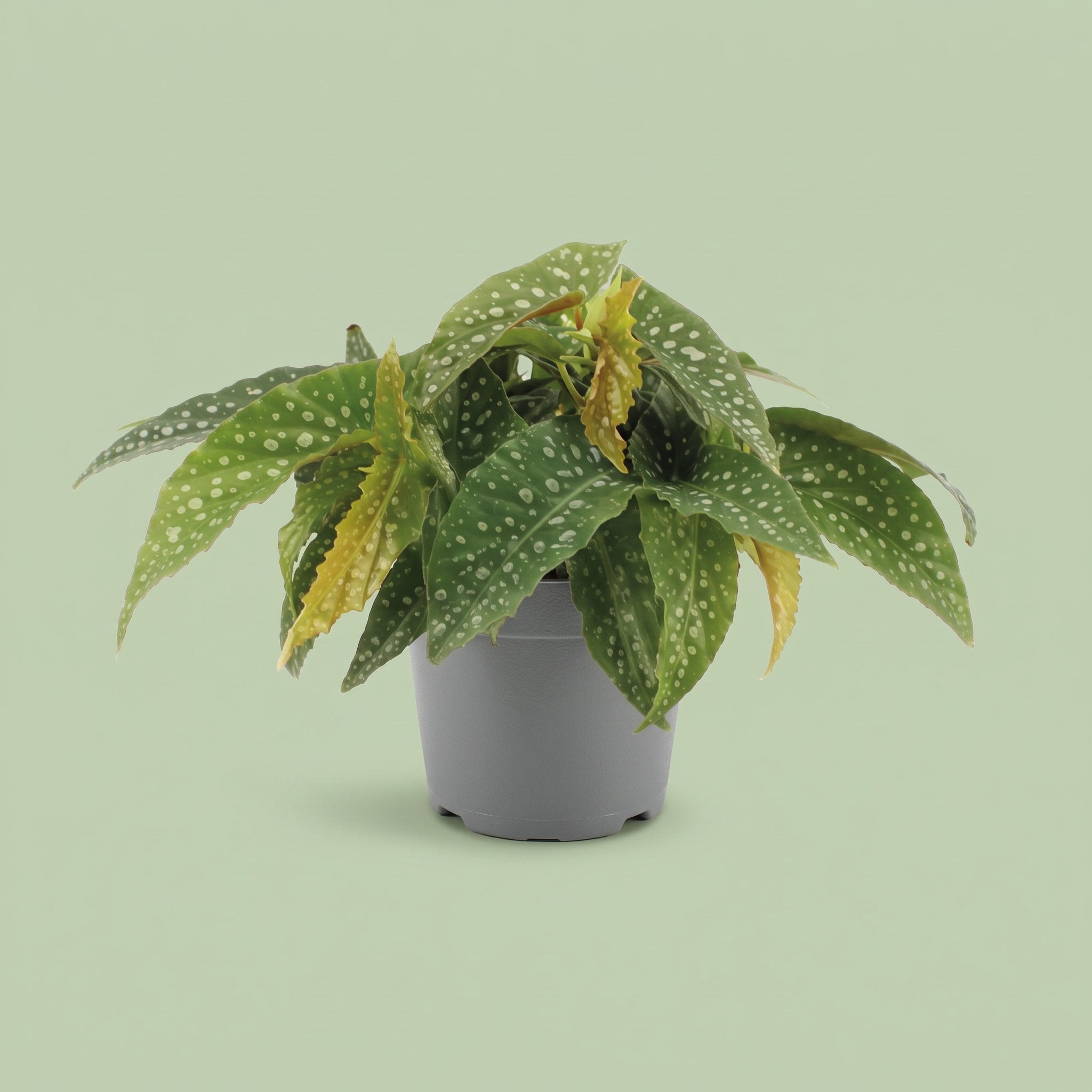 Begonia Cane Double Dot