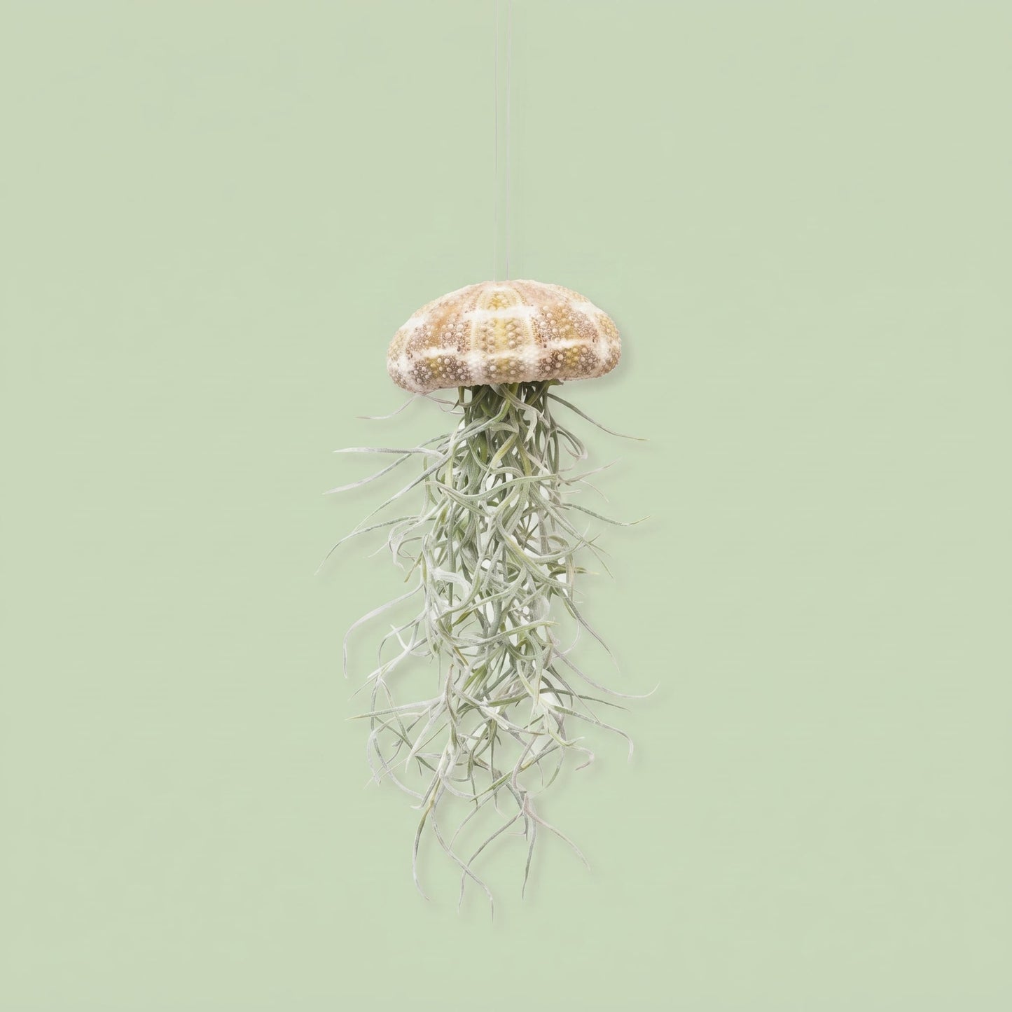Tillandsia Jellyfish
