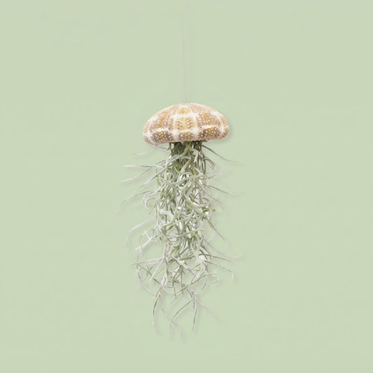 Tillandsia Jellyfish