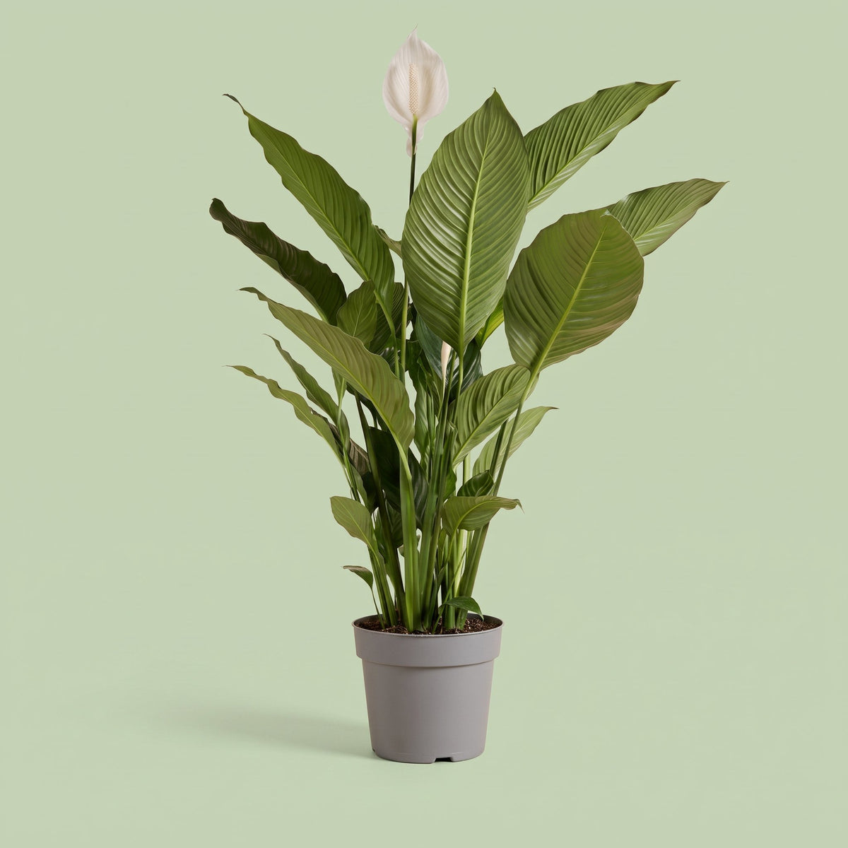 Spathiphyllum Sweet Sebastiano
