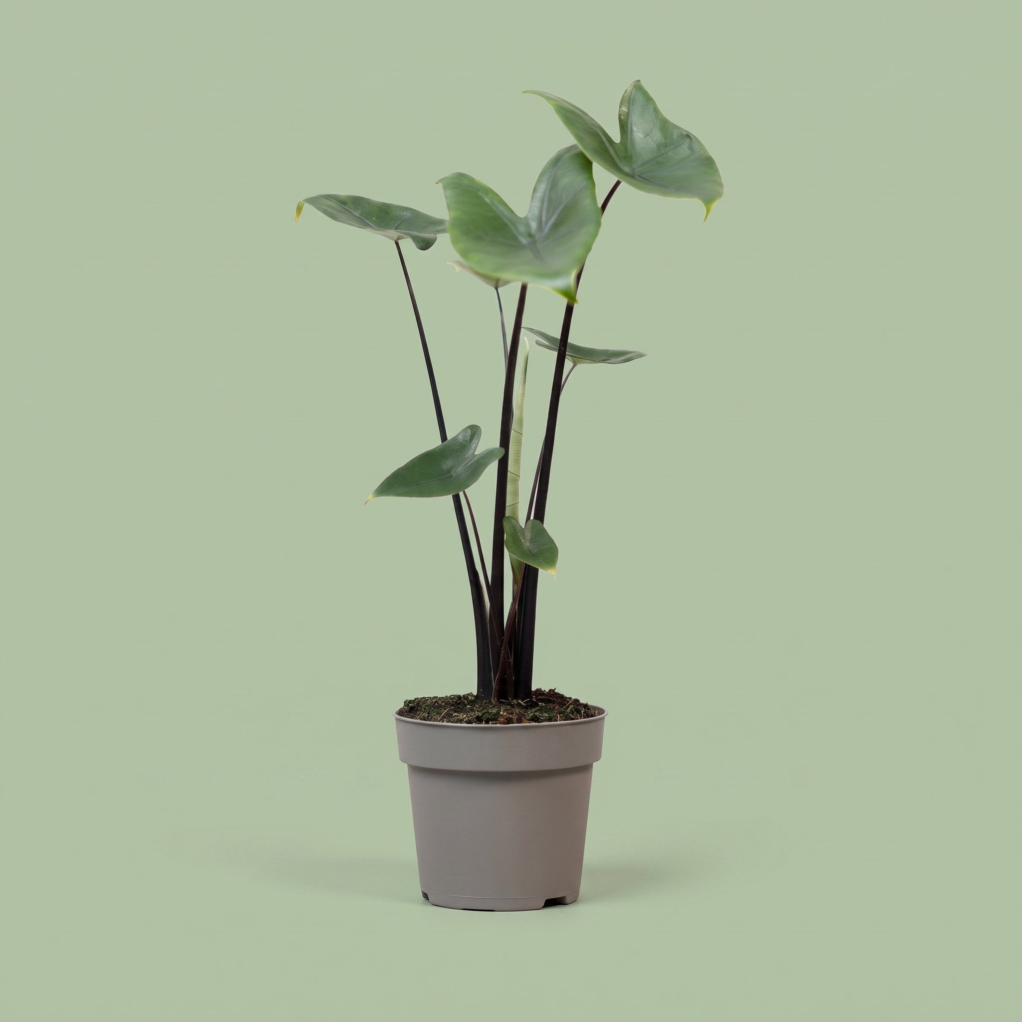 Alocasia Black Zebrina