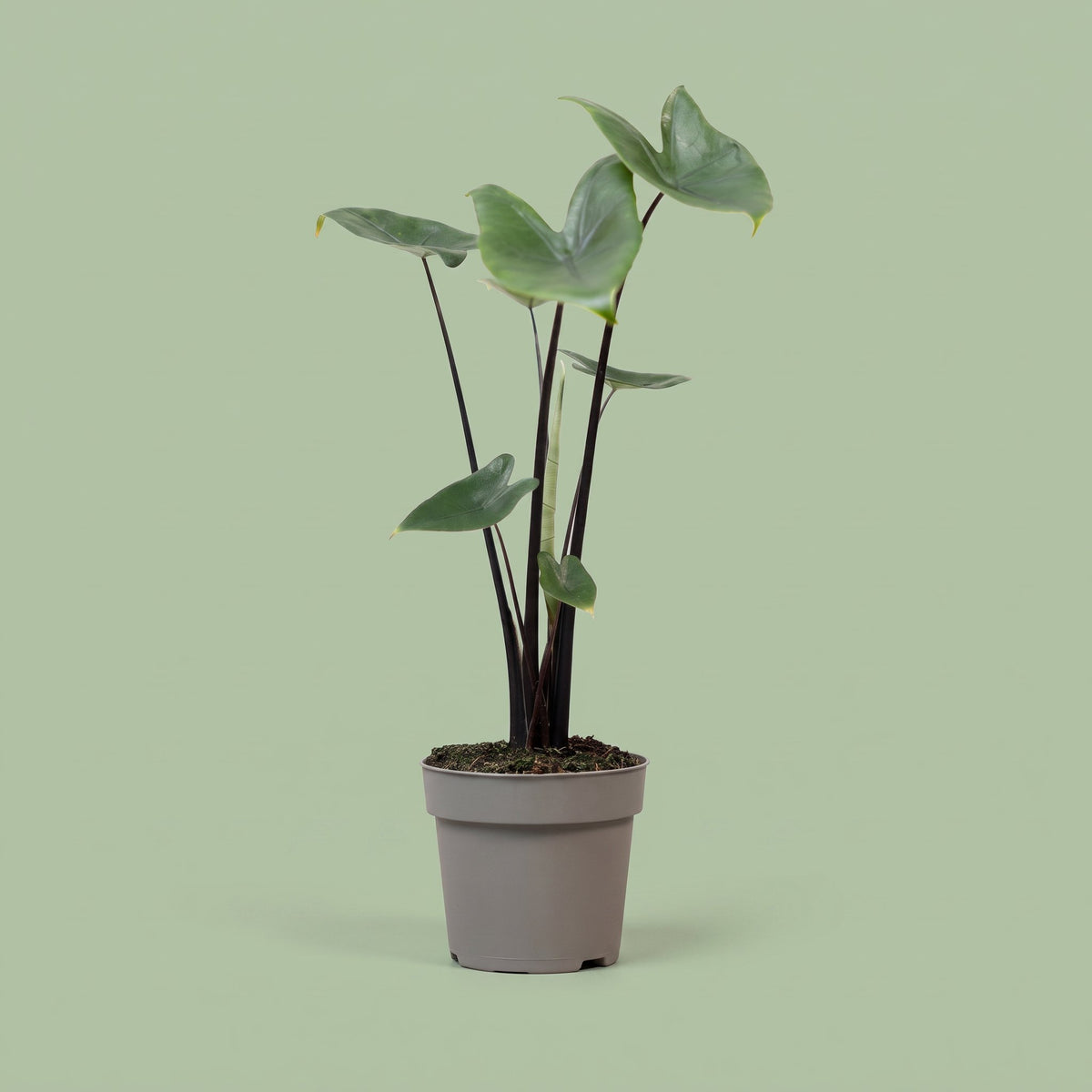 Alocasia Black Zebrina