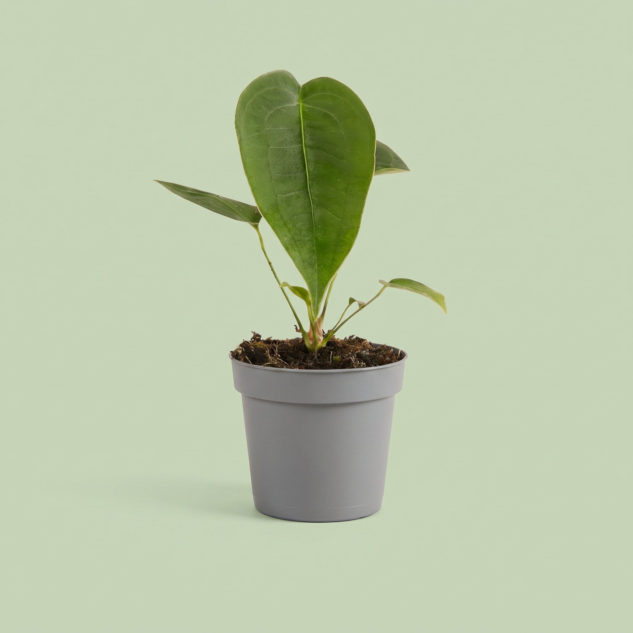 Anthurium Peltigerum