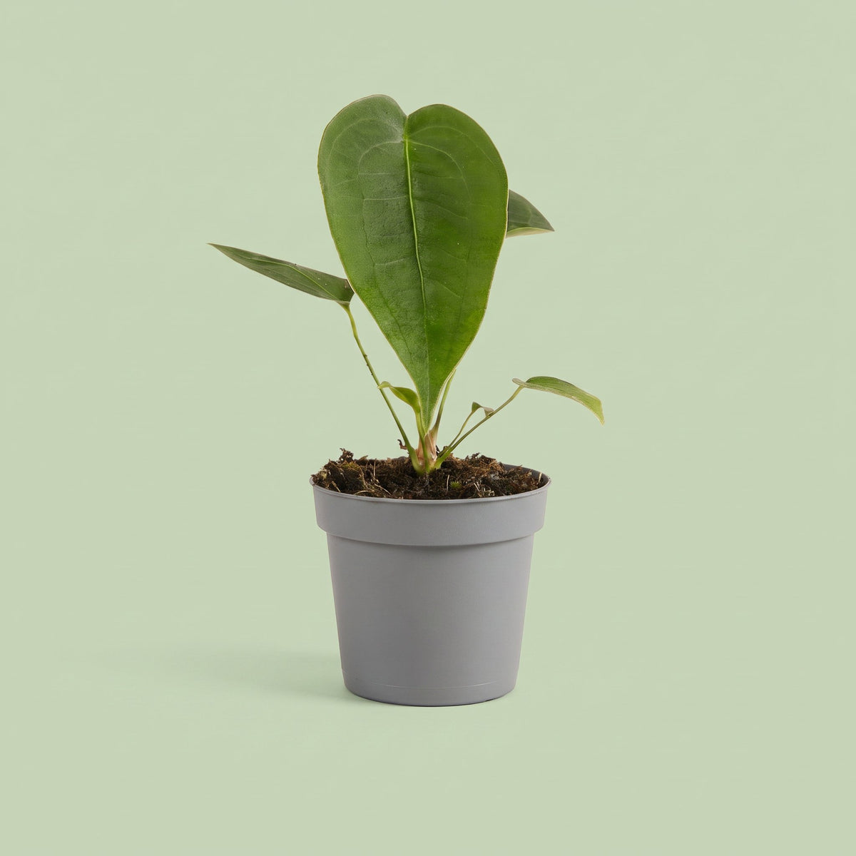 Anthurium Peltigerum
