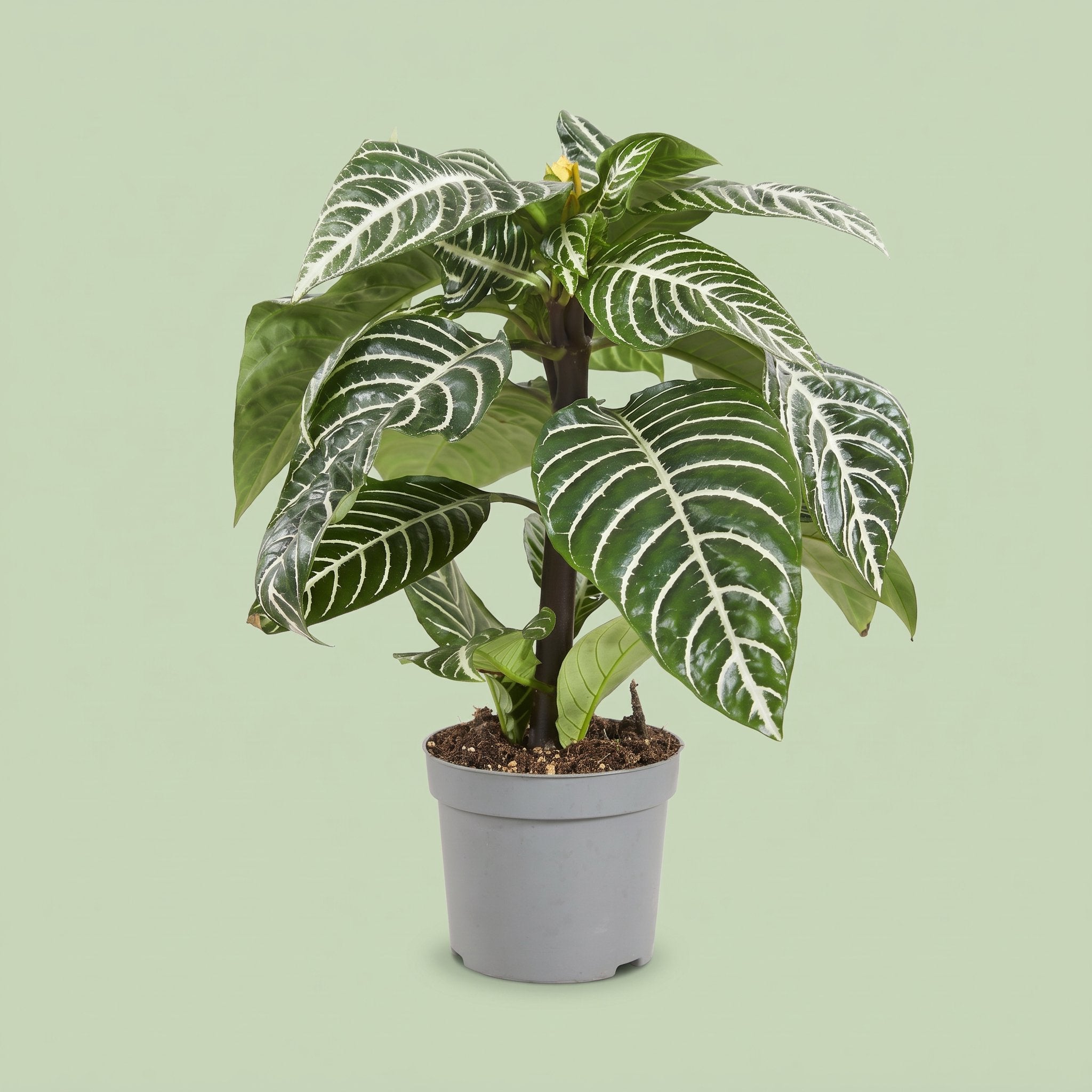 Aphelandra Squarrosa