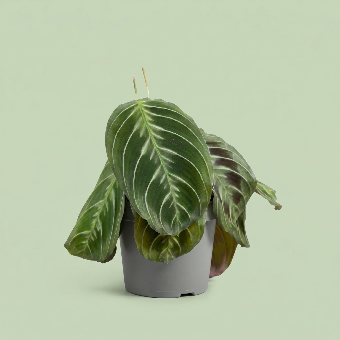 Maranta Cat Moustache