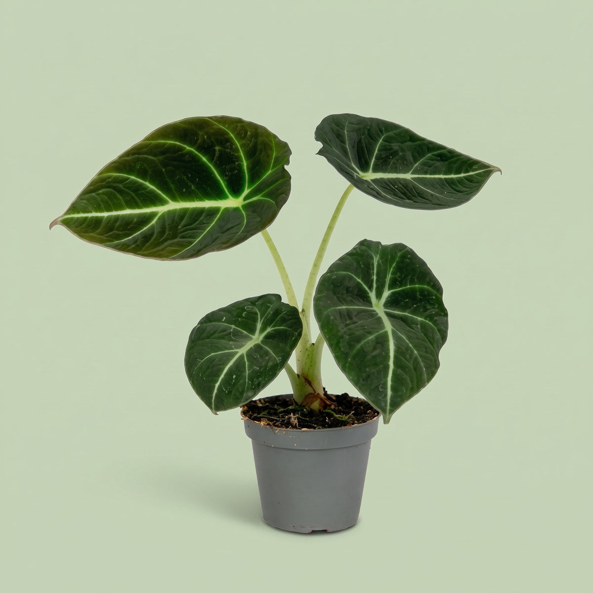 Alocasia Black Velvet