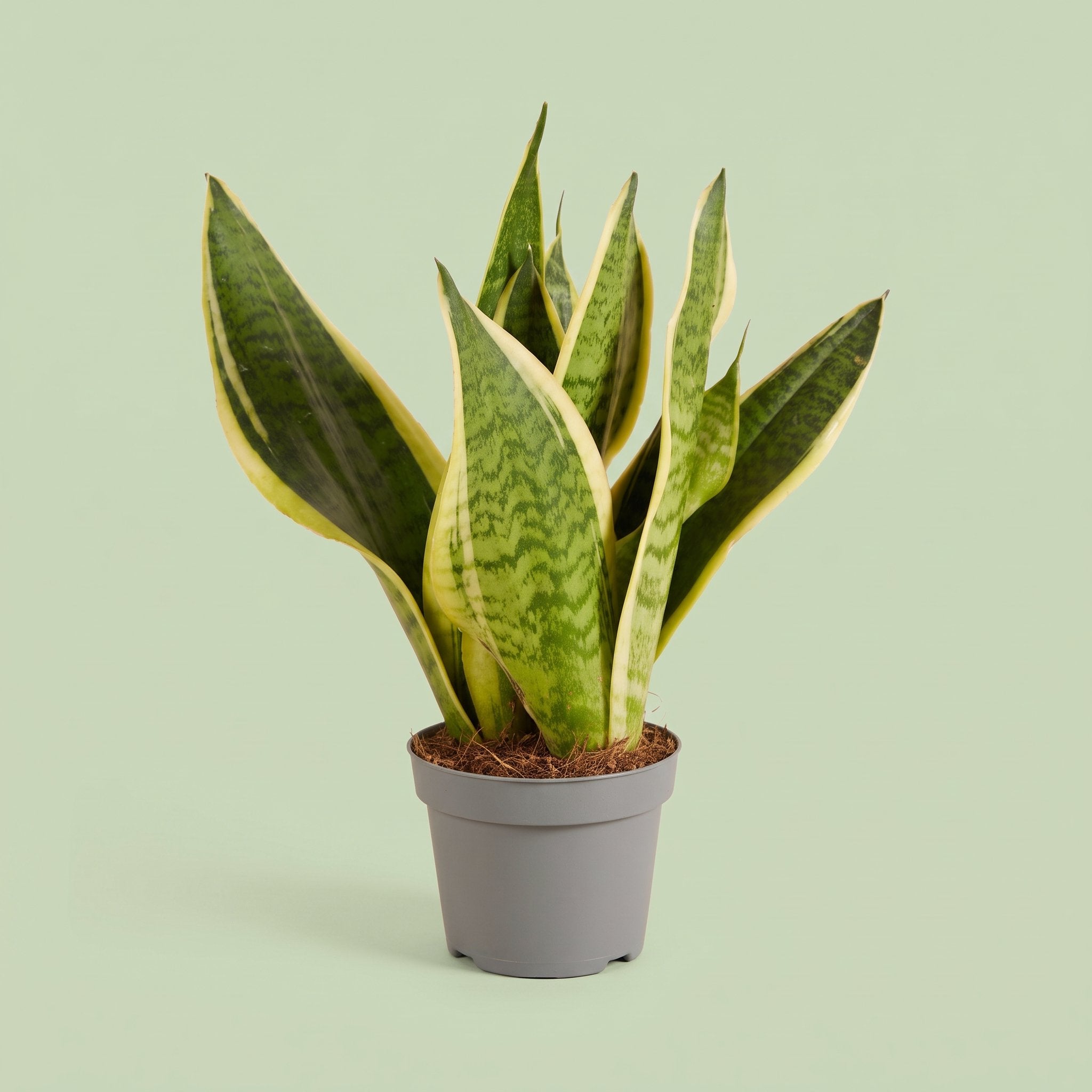 Sansevieria Futura Superba