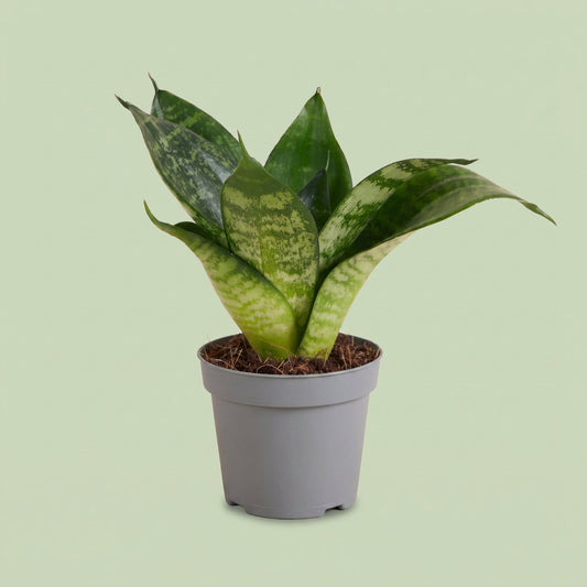 Sansevieria Hahnii