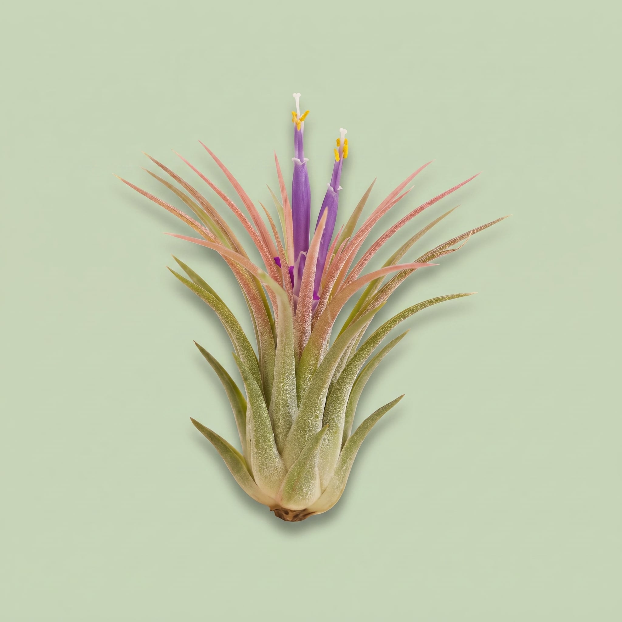 Tillandsia Ionantha