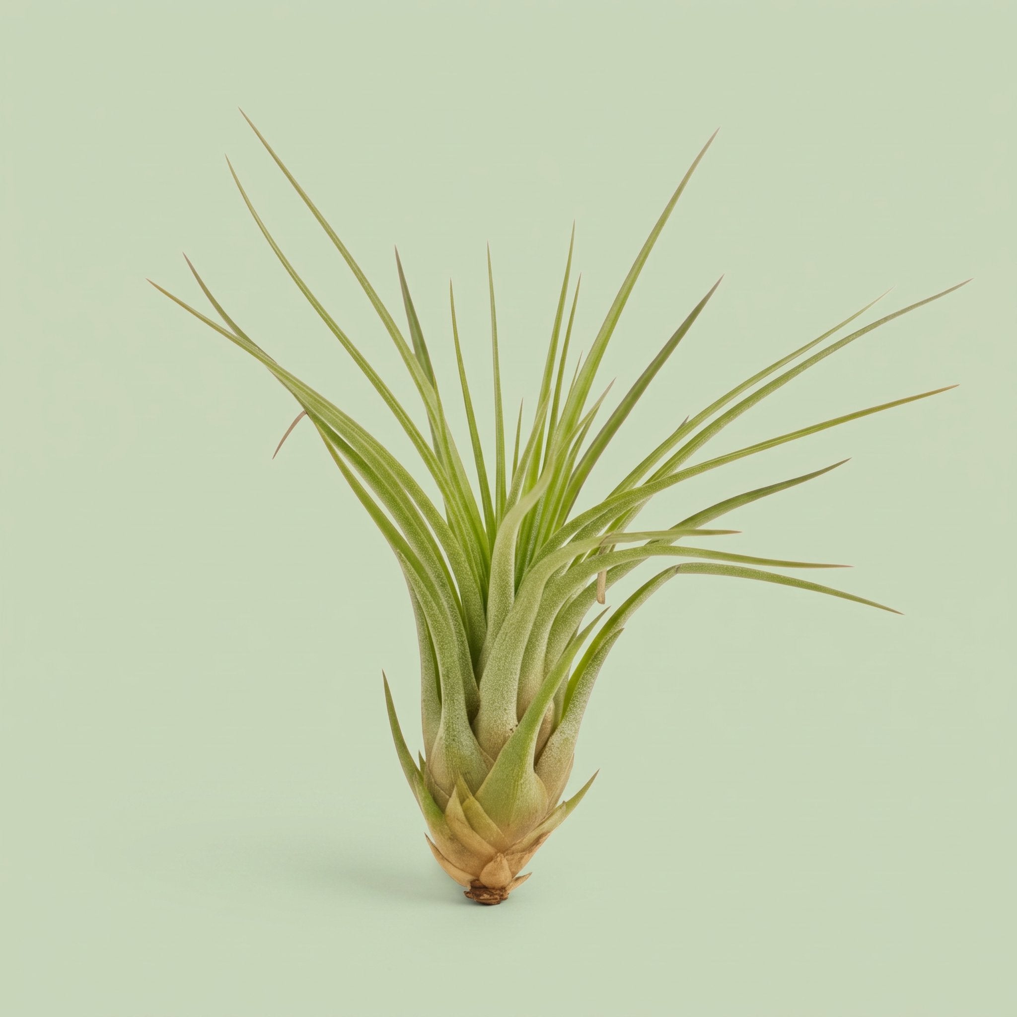 Tillandsia Melanocrater