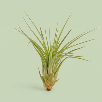 Tillandsia Melanocrater