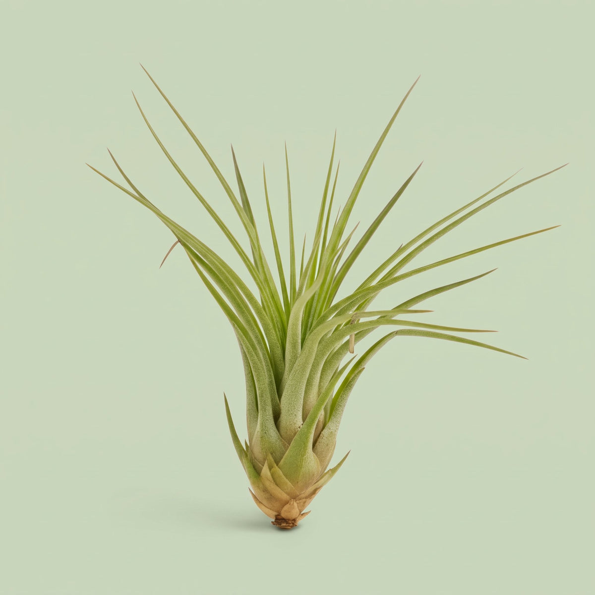 Tillandsia Melanocrater