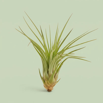 Tillandsia Melanocrater