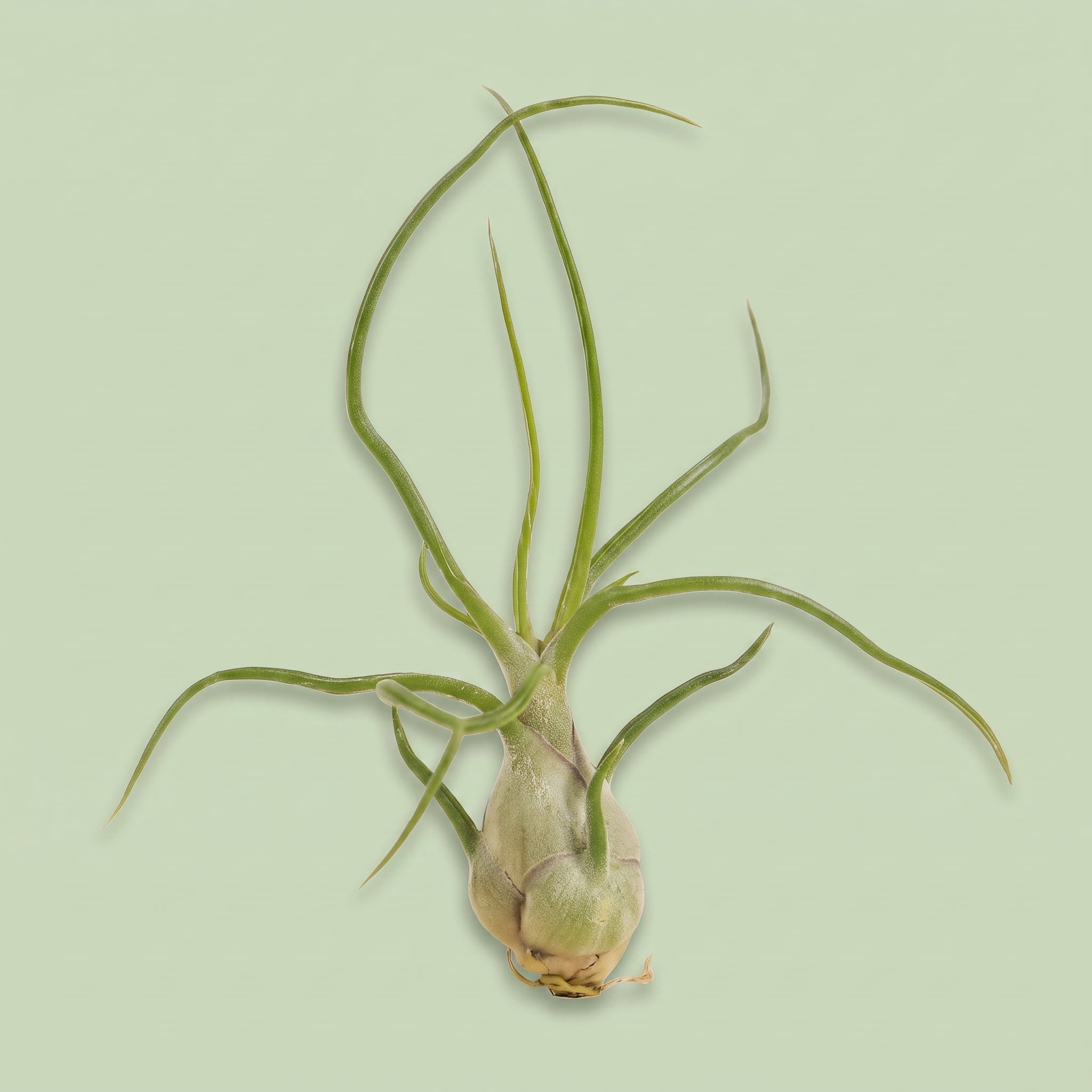 Tillandsia Bulbosa