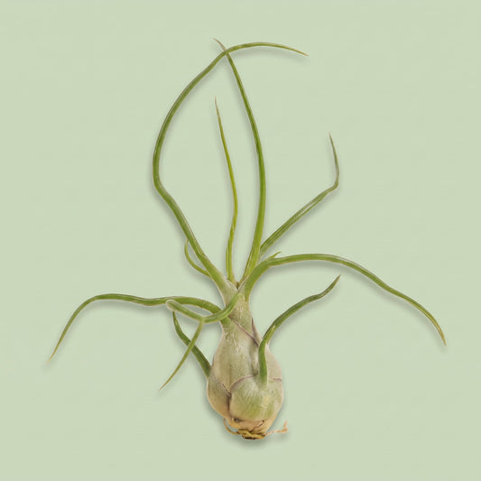 Tillandsia Bulbosa
