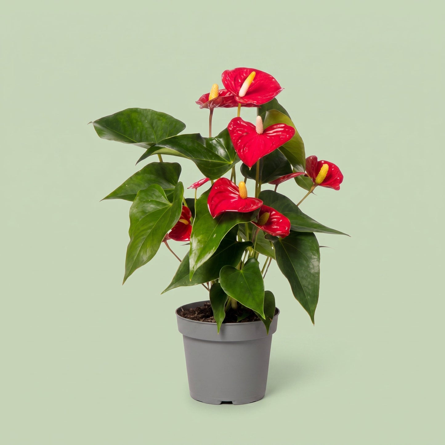 Anthurium Red