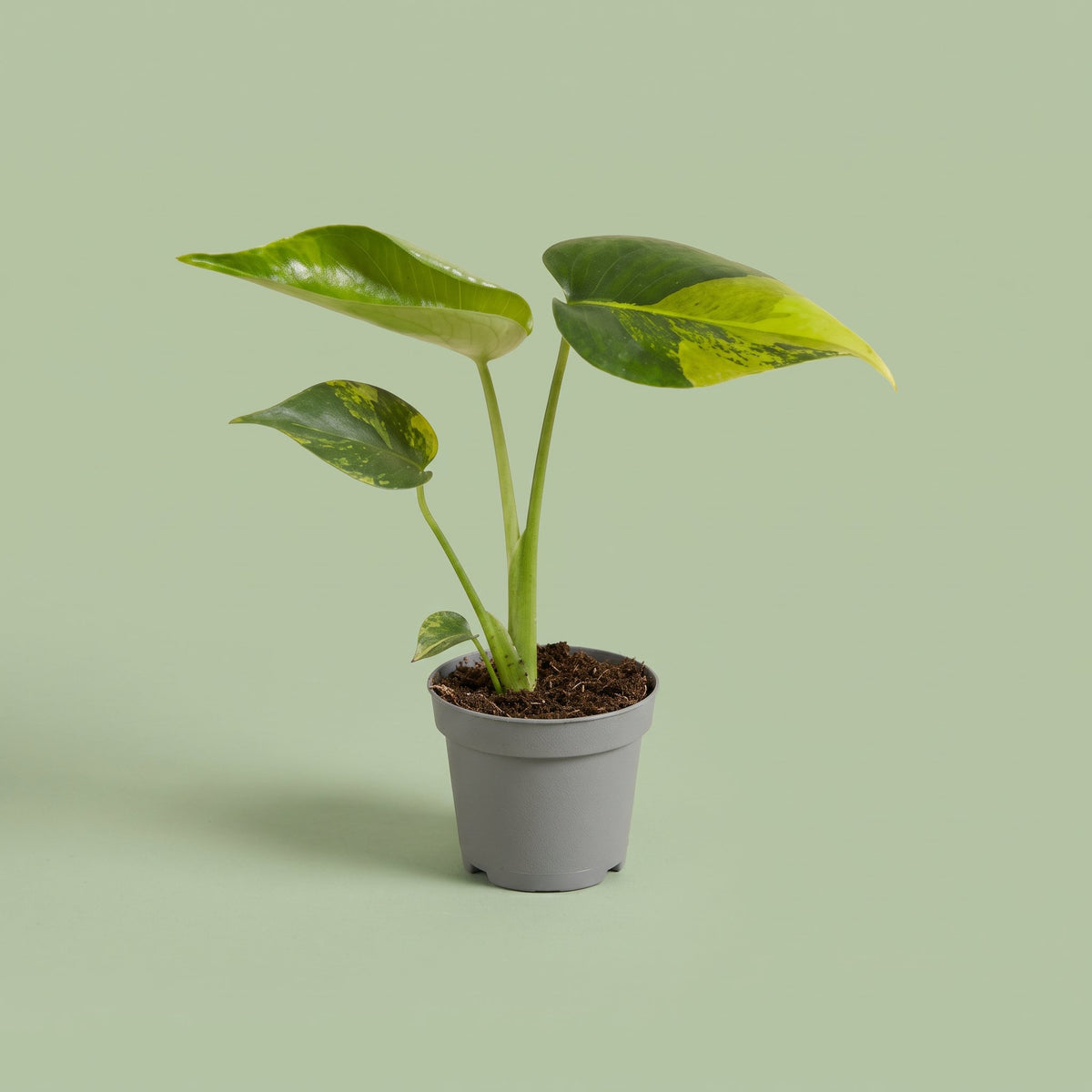 Monstera Deliciosa Aurea