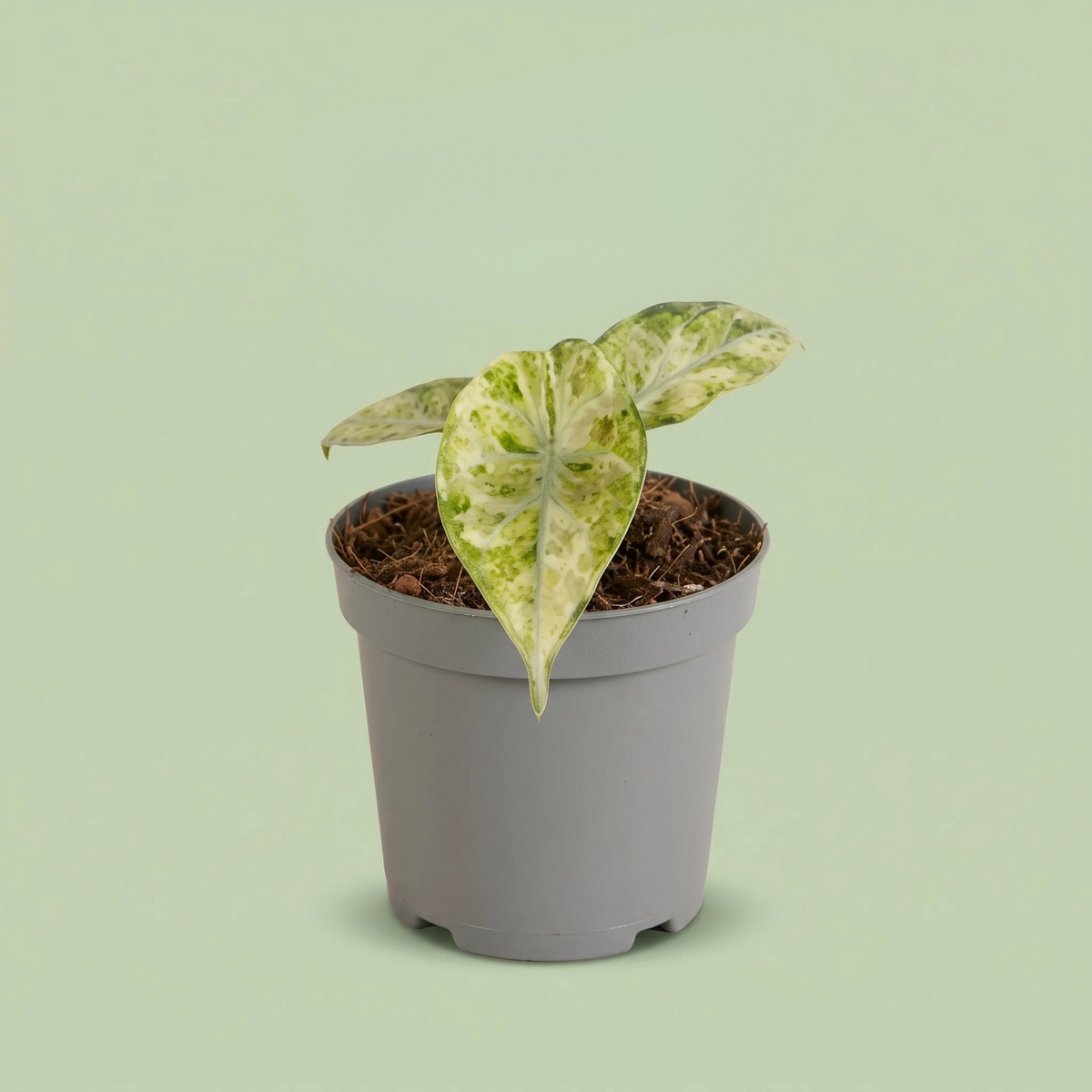 Alocasia Ninja Tricolor