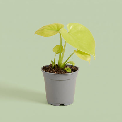Monstera Deliciosa Golden