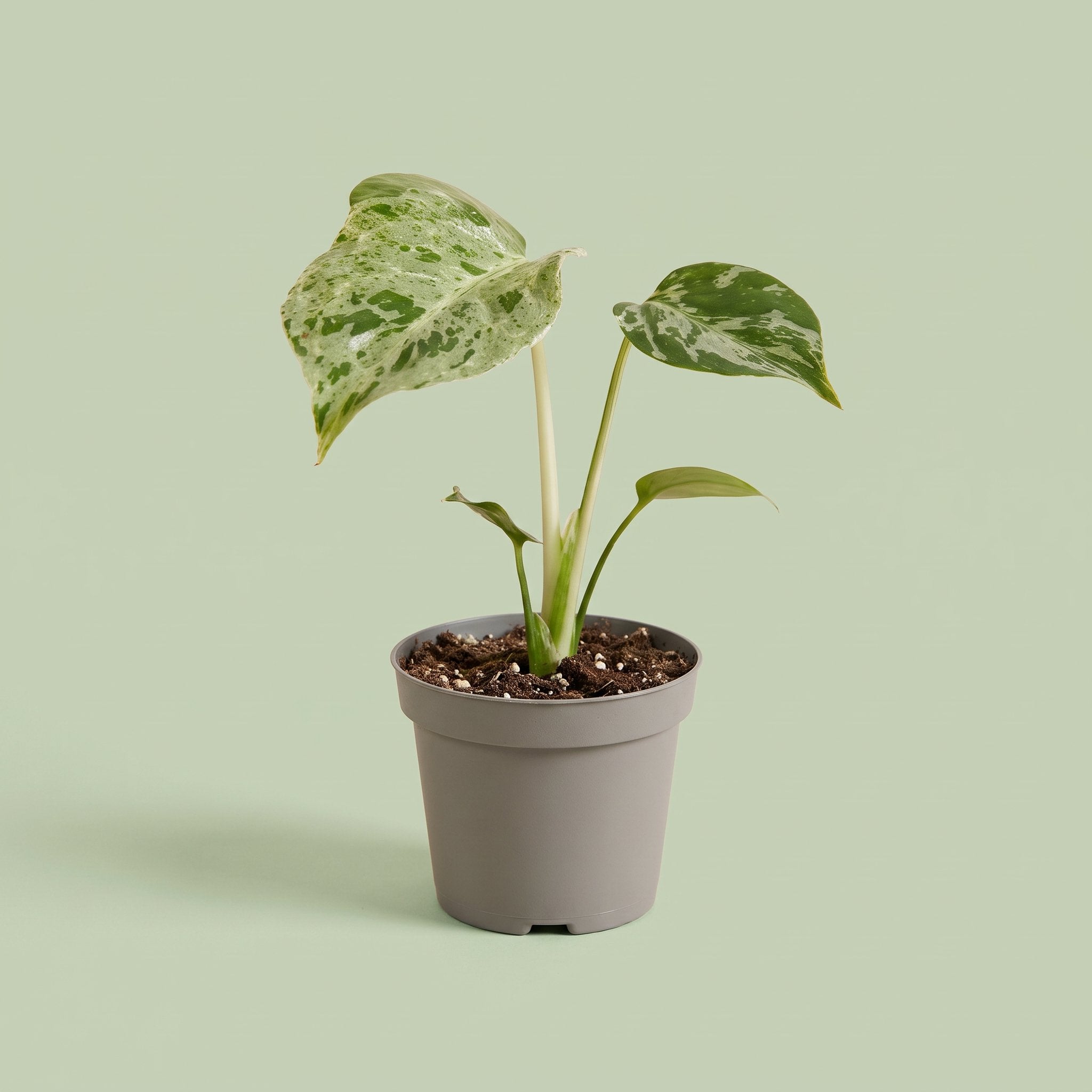 Monstera Bulbasaur