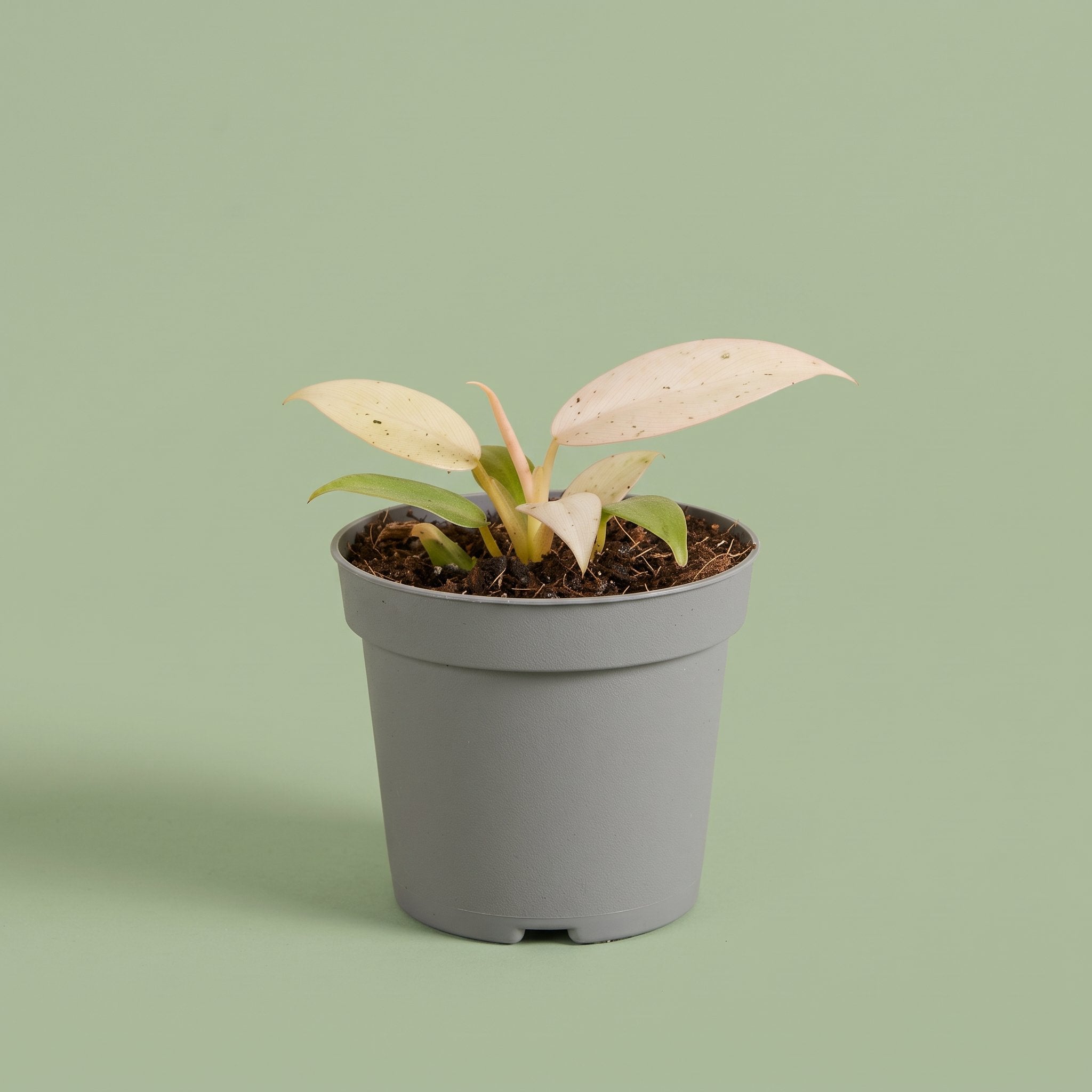 Philodendron Whipple Way