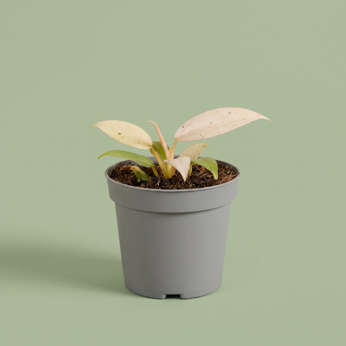 Philodendron Whipple Way