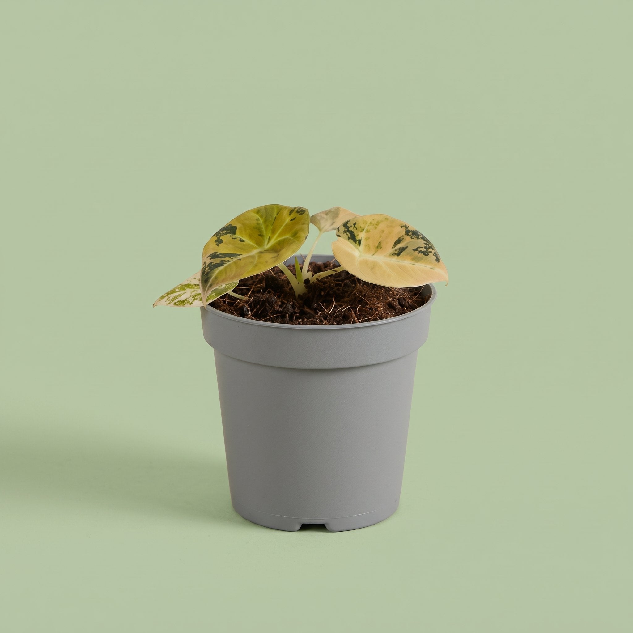 Alocasia Black Velvet Aurea