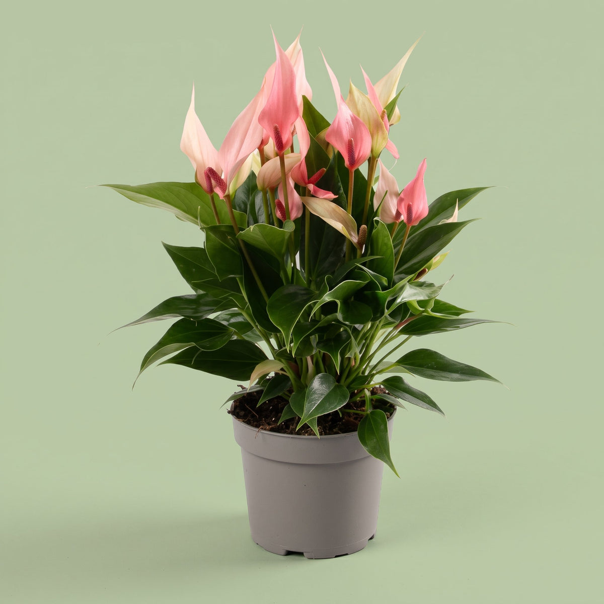 Anthurium Lilli