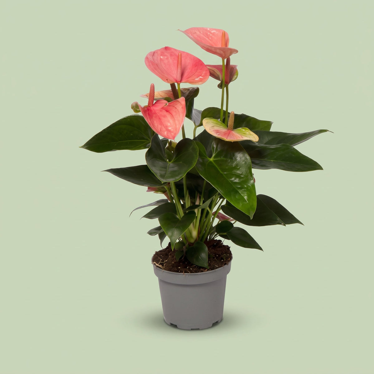 Anthurium Sweet Dream