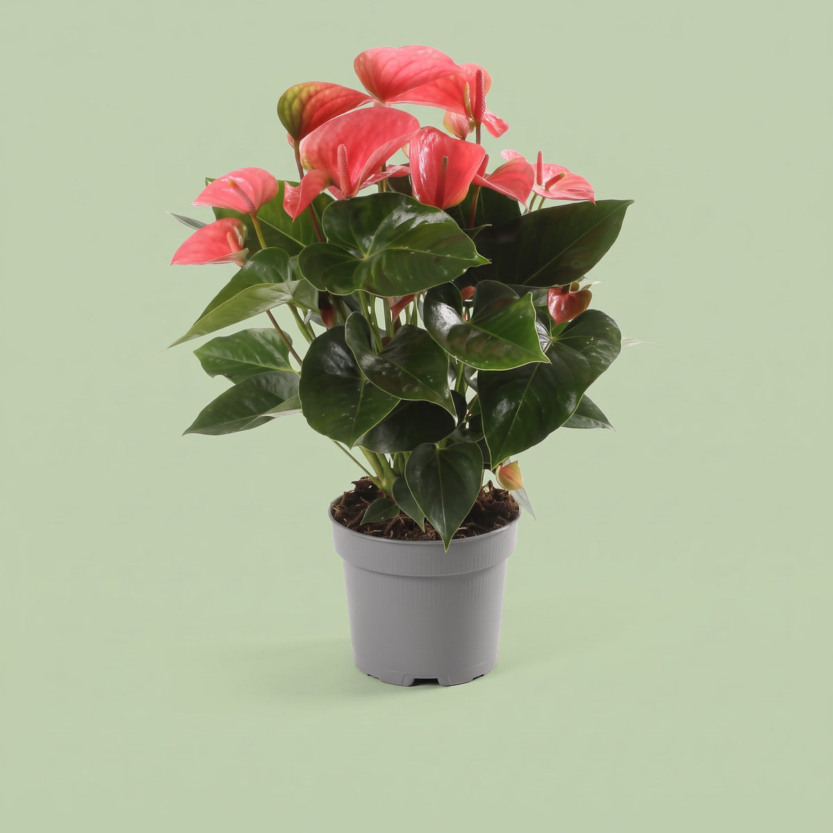 Anthurium Roze