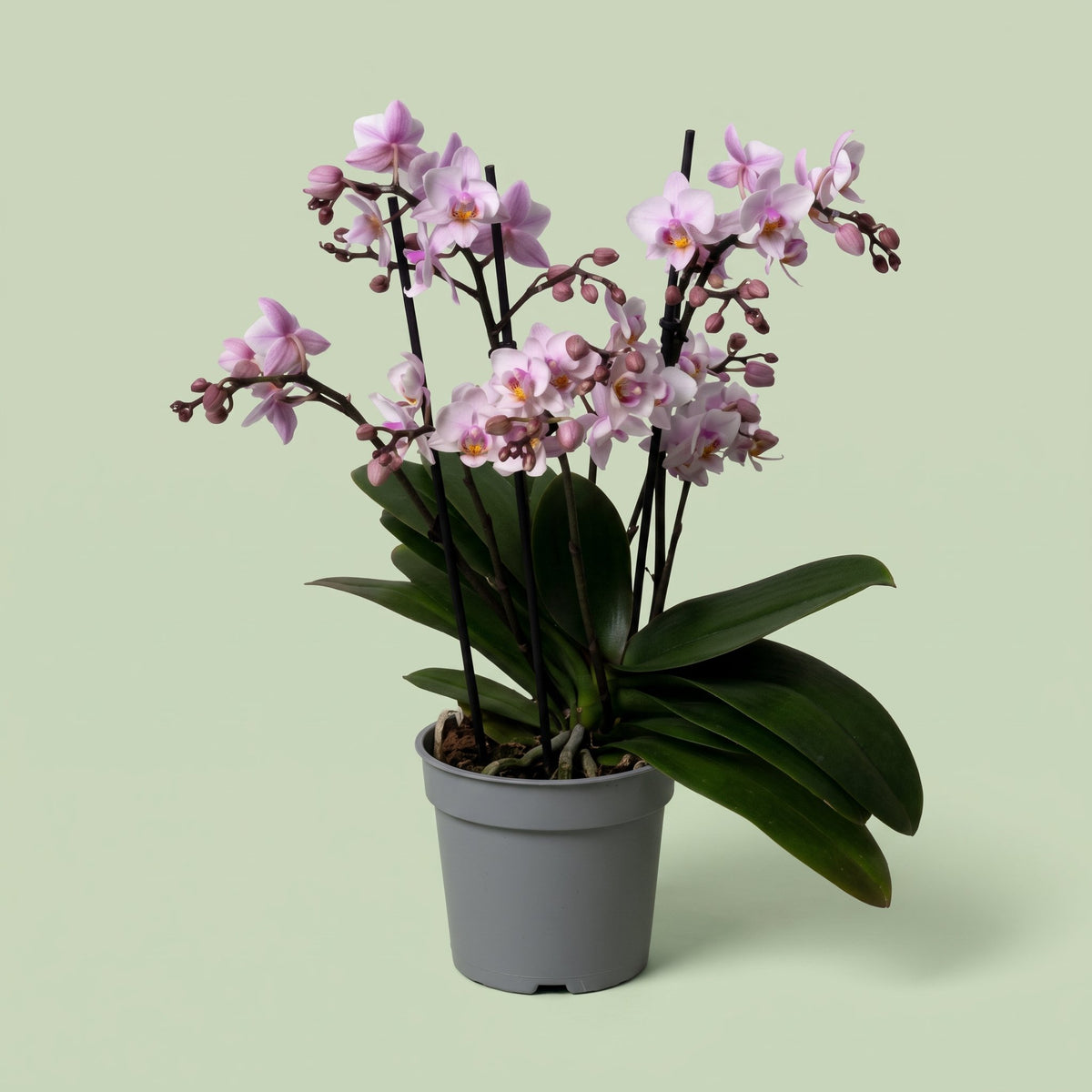 Phalaenopsis pink