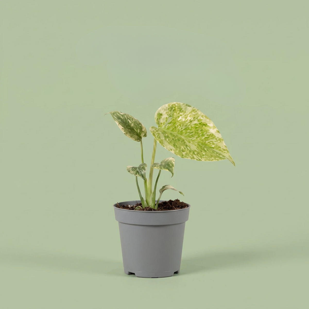 Monstera Deliciosa Green Snow
