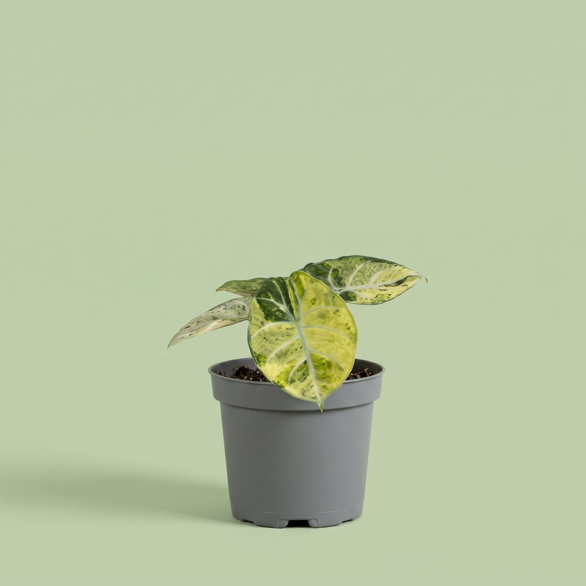 Alocasia Ninja Tricolor