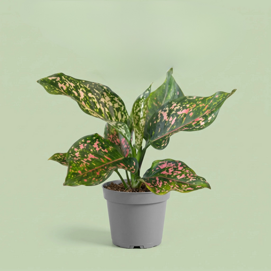 Aglaonema Pink Leopard