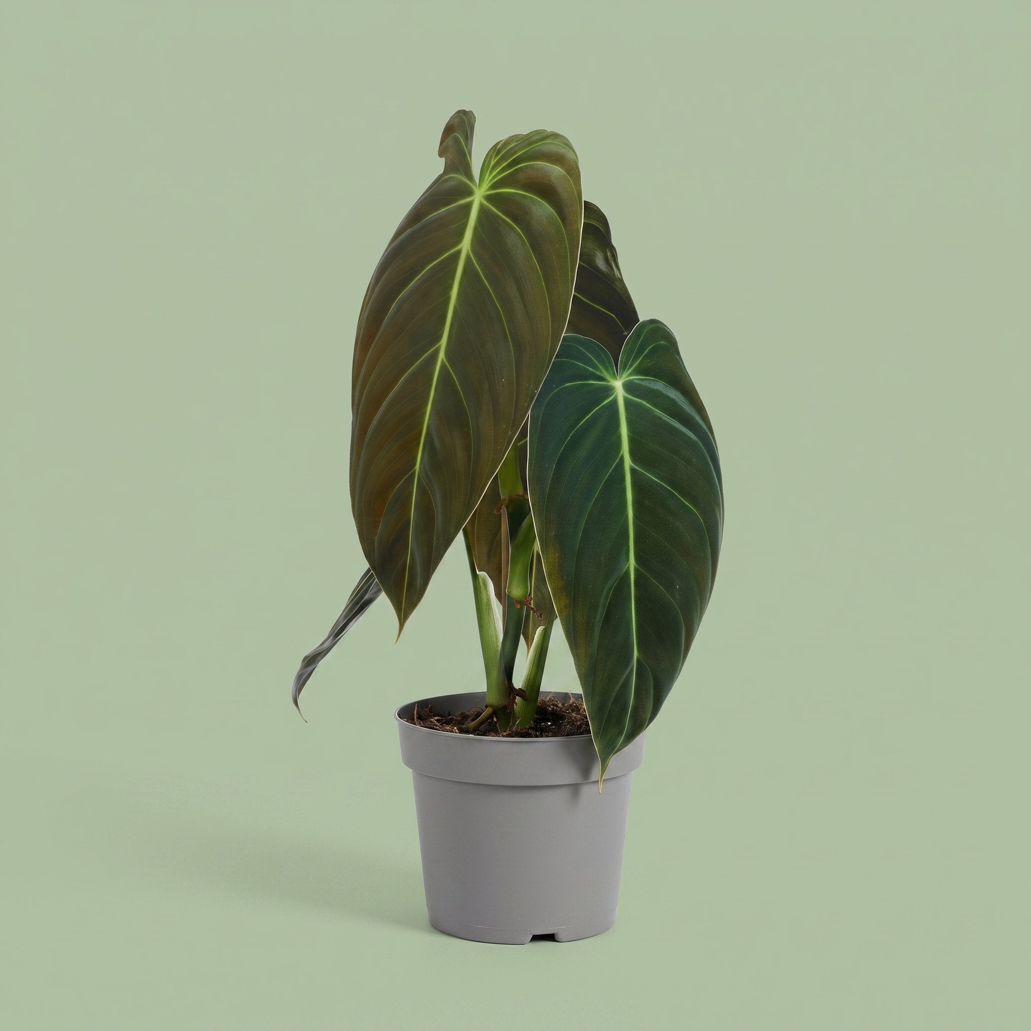 Philodendron Melanochrysum